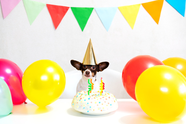 Cute small funny dog with a birthday cake and a party hat celebrating birthday - Photo, Image