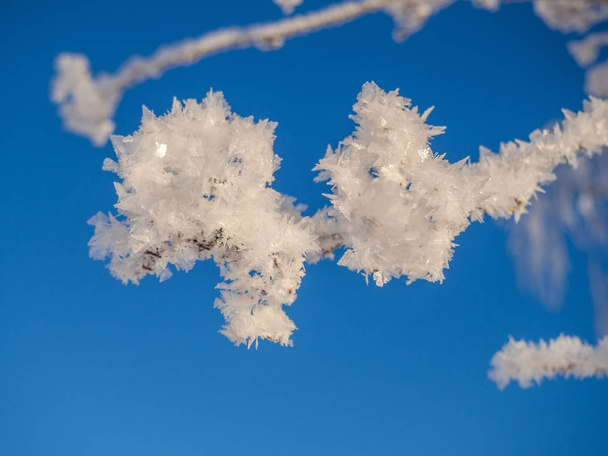 Branch with ice crystal - Photo, Image