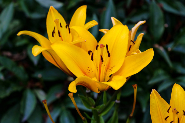 yellow lilly folwer grwoing in garden. Nature - Photo, Image