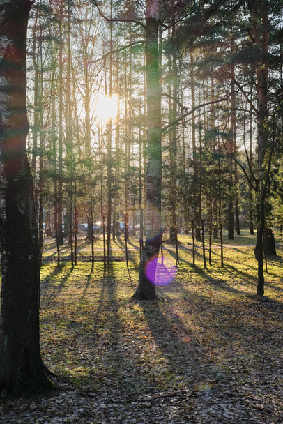 Όμορφο πευκοδάσος πεύκο πάρκο με πεύκα, έλατα και σημύδες σε μια ηλιόλουστη μέρα με σκληρές σκιές και το φως του ήλιου, πολλά πράσινα δέντρα. - Φωτογραφία, εικόνα