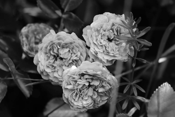 Rose buds in the garden black and white photo. - Photo, Image