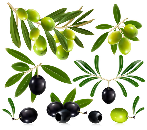 Olives with leaves - ベクター画像