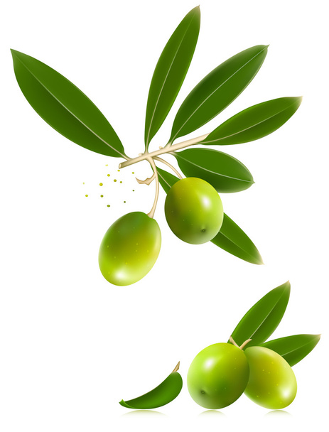 Green olives with leaves. - Вектор,изображение