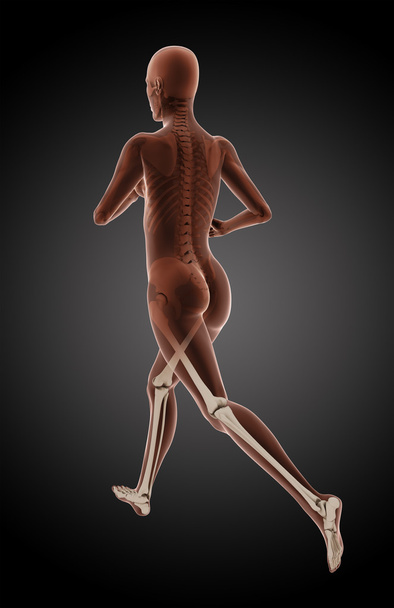 Running female medical skeleton - Photo, Image
