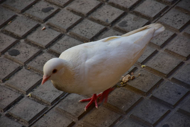 Close up shot of white pigeon bird in the park - Photo, Image
