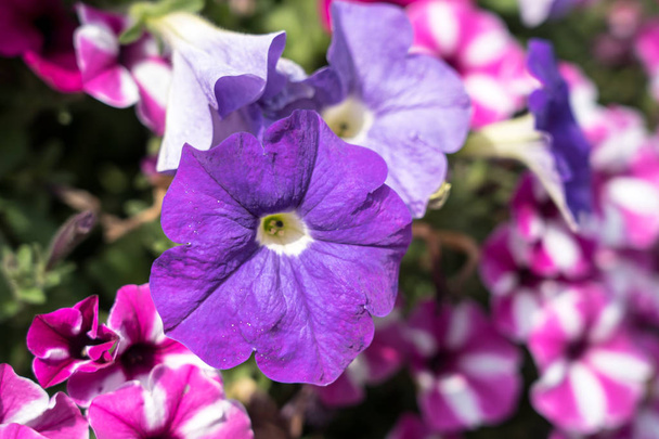Beautiful petunia flowers - Foto, Bild