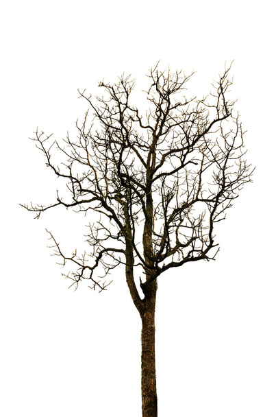 Martwe drzewo odizolowane na białym tle - Zdjęcie, obraz