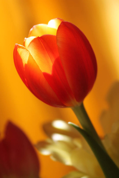 scenic view of beautiful tulip flowers - Φωτογραφία, εικόνα