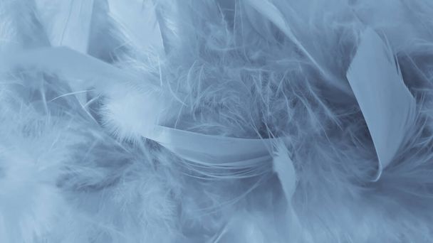 Blue fluffy feathery feather background - Foto, imagen