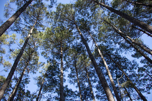 Altos pinos vistas verticales
 - Foto, Imagen