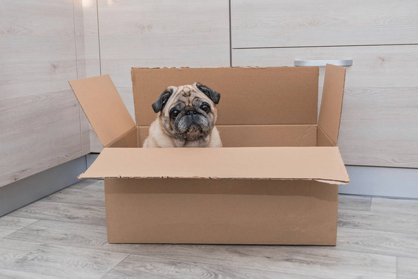 Симпатична стара мопсова собака в коричневій картонній коробці в домашньому інтер'єрі
. - Фото, зображення