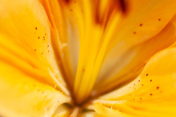 Макрофотография внутри цветка оранжевой лилии, с видимой пыльцой, на открытом воздухе в солнечный летний день
 - Фото, изображение