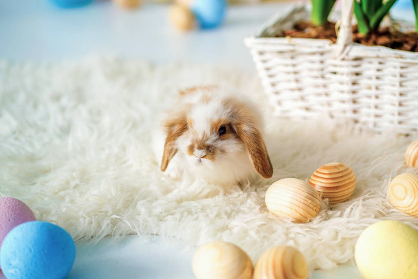 Rabbit in Easter location in the studio, Easter eggs, basket of vines - Foto, afbeelding