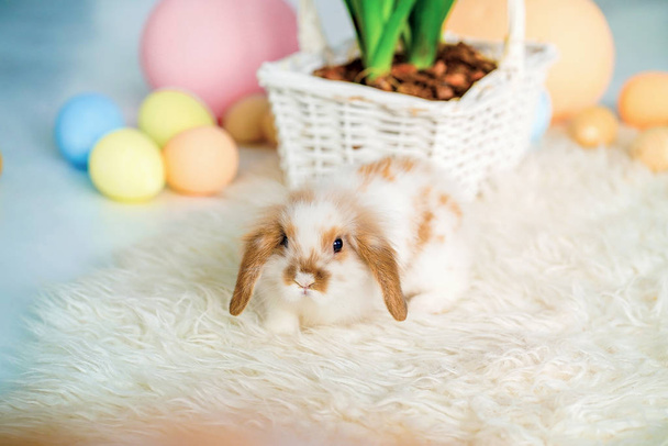 Rabbit in Easter location in the studio, Easter eggs, basket of vines - Фото, изображение
