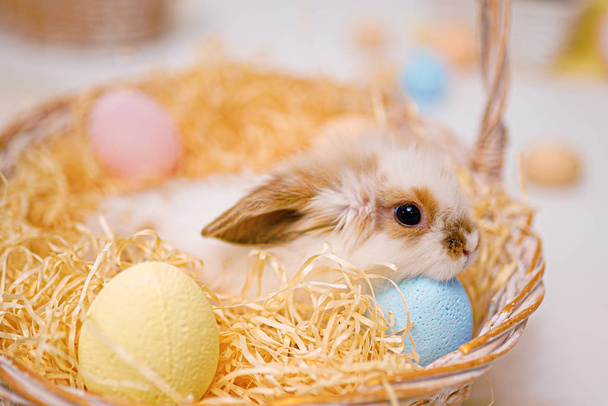 Easter rabbit photo. Bunny in a straw basket. Shallow DOF - Foto, Imagen