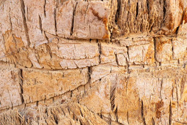 palm bark close up as background - Photo, Image