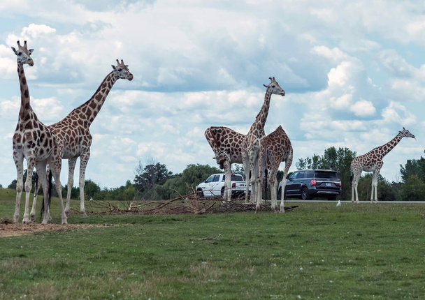 Giraffe in Hamilton Lion Safari in Ontario Canada - Фото, зображення