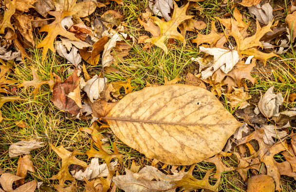 Giant fall leaf on the ground in the fall - 写真・画像