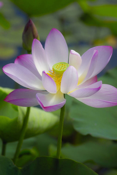 scenic view of beautiful colorful lotus - Photo, image