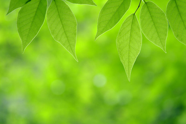 green leaves on the tree - Φωτογραφία, εικόνα