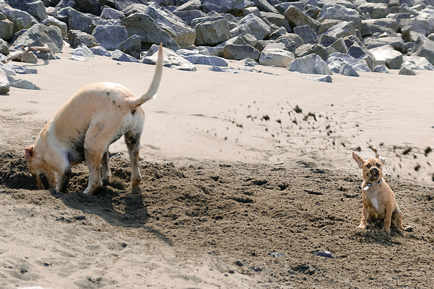 Puggle Sand Shower - Photo, Image