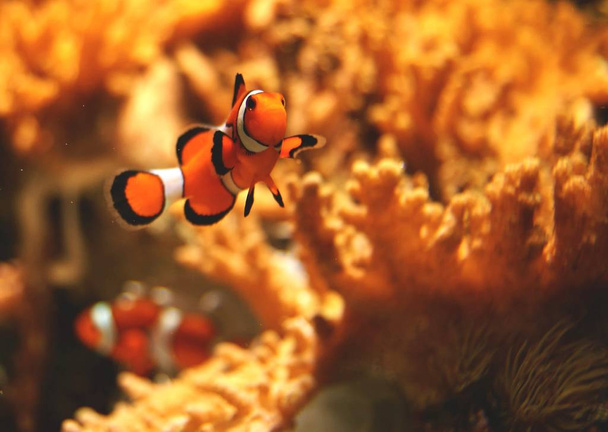 clownfish, underwater reef with fishes - Foto, afbeelding