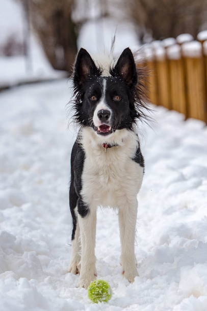Adorable Cute Black And White Border Collie Portrait With White Snow Backgroun - Фото, зображення