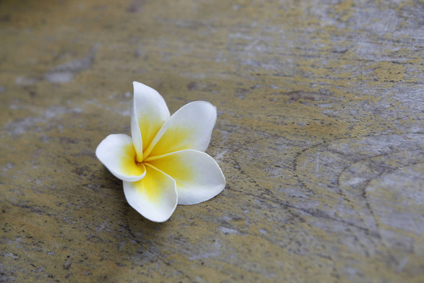 frangipani, plumeria flower petals  - Foto, Imagem