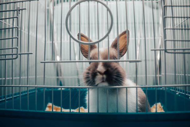 Kafeste bir tavşan. - Fotoğraf, Görsel