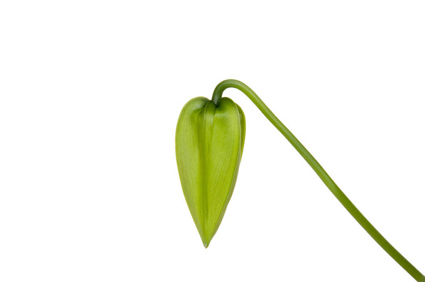 lily (gloriosa first of three phases of growth - Zdjęcie, obraz