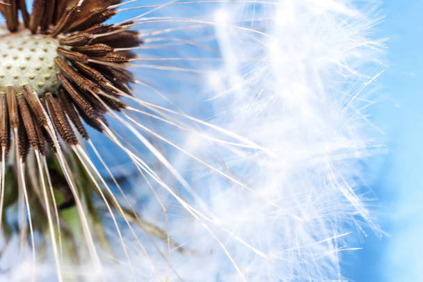Семена одуванчиков летом дуют на ветру на голубом фоне
 - Фото, изображение