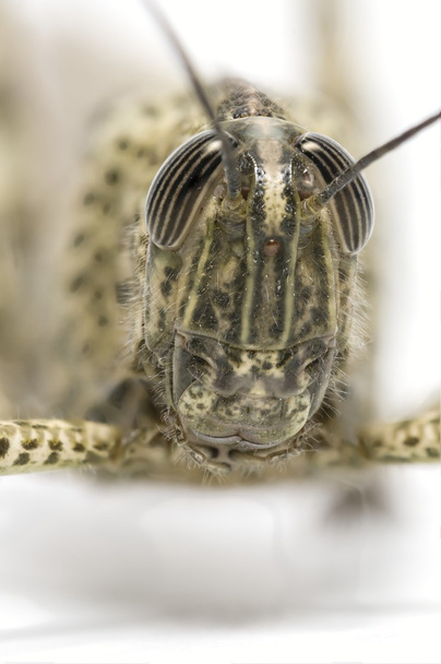 krátké – horned kobylka - Fotografie, Obrázek