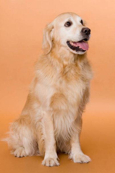 Portrait of a cute dog   - Fotó, kép