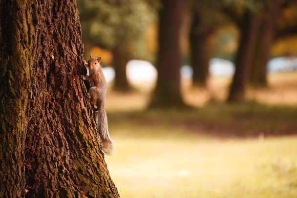 Червона ірисова білка на дереві
 - Фото, зображення