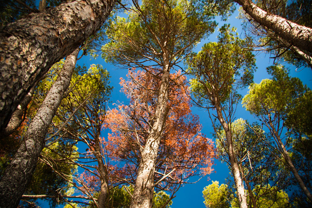 Bosque de pino
 - Foto, imagen