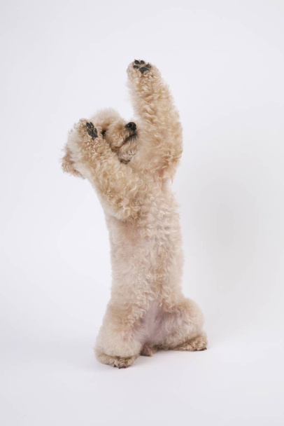 purebred poodle dog, curly dog - 写真・画像