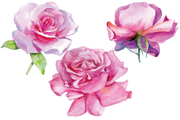 Set of pink roses Watercolor Illustration Isolated - Photo, Image