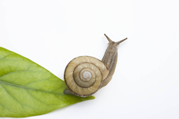 snail, invertebrate helix mollusk - Fotografie, Obrázek