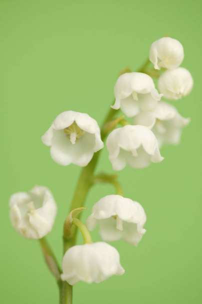 Lily of the valley - Photo, Image