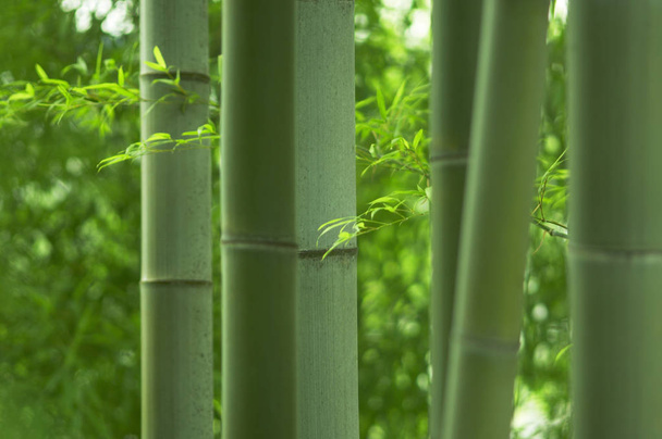 bamboo forest, trees trunks - Foto, immagini