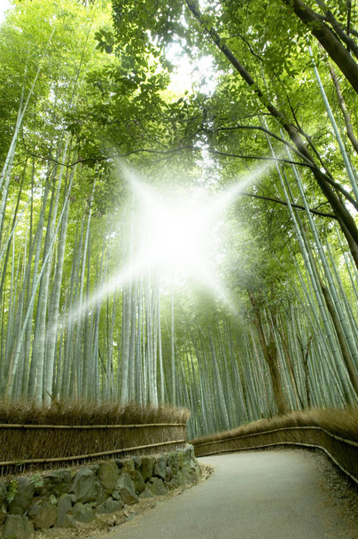 bamboo forest, trees trunks - Fotó, kép