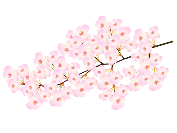 Třešňové květy jarní květinová ikona - Vektor, obrázek