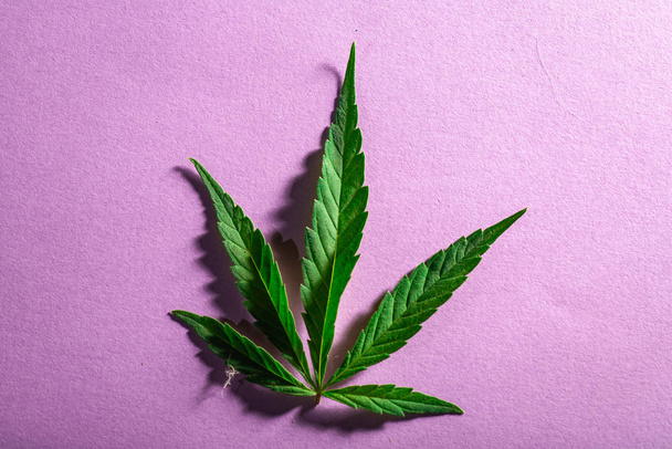 Composición de plantas y hojas de marihuana fresca
 - Foto, imagen