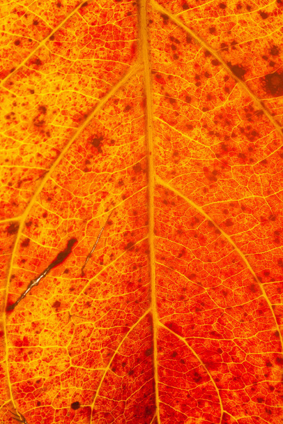 leaf texture, background surface - Foto, Imagen