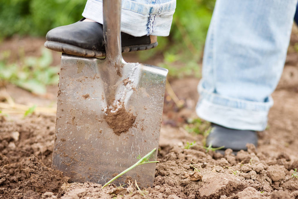 in the garden to dig the ground - Φωτογραφία, εικόνα