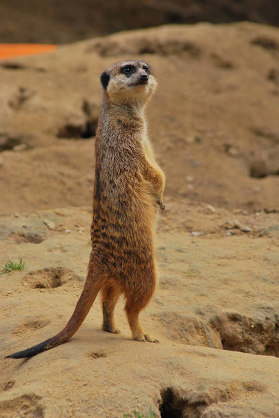 cute meerkat suricate suricatta - 写真・画像