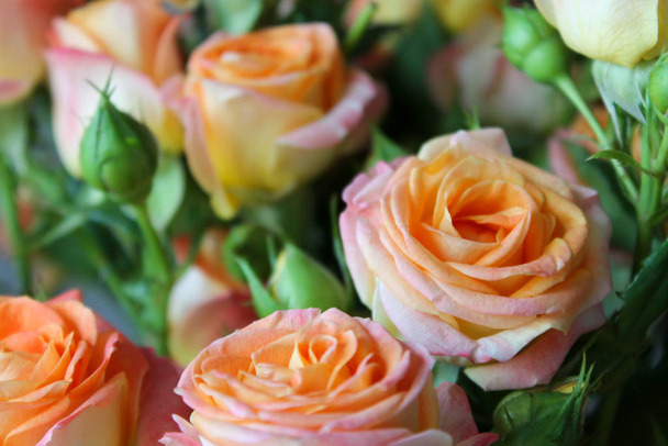 Fondo de primavera con brotes de rosa en flor
 - Foto, imagen