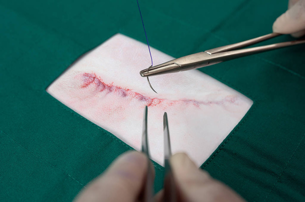 Kleine chirurgische incisie van de hond - Foto, afbeelding