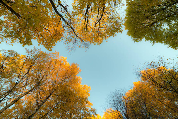 秋の晴れた日に木の冠が - 写真・画像
