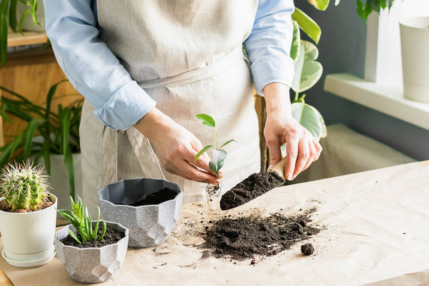 Een vrouw tuiniert bij het raam van het huis, plant een groene plant in een pot. Het concept van het tuinieren thuis. - Foto, afbeelding